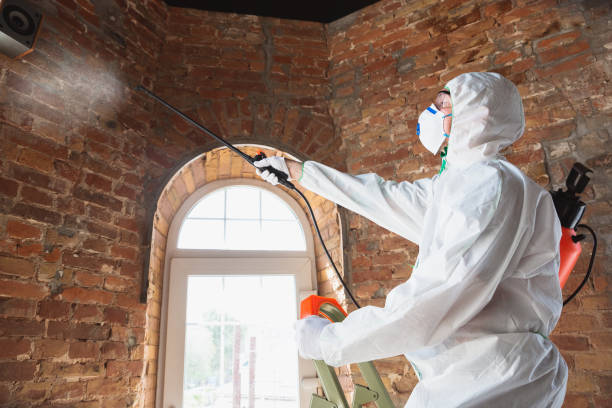 Why You Should Choose Our Mold Remediation Services in West Swanzey, NH